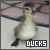 Ducks Fanlisting